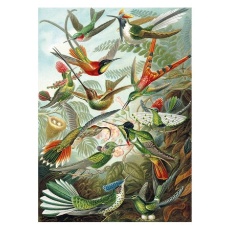 Puzzle "Les colibris" HAECKEL